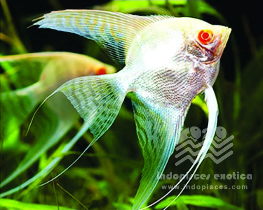 Pterophyllum Scalare